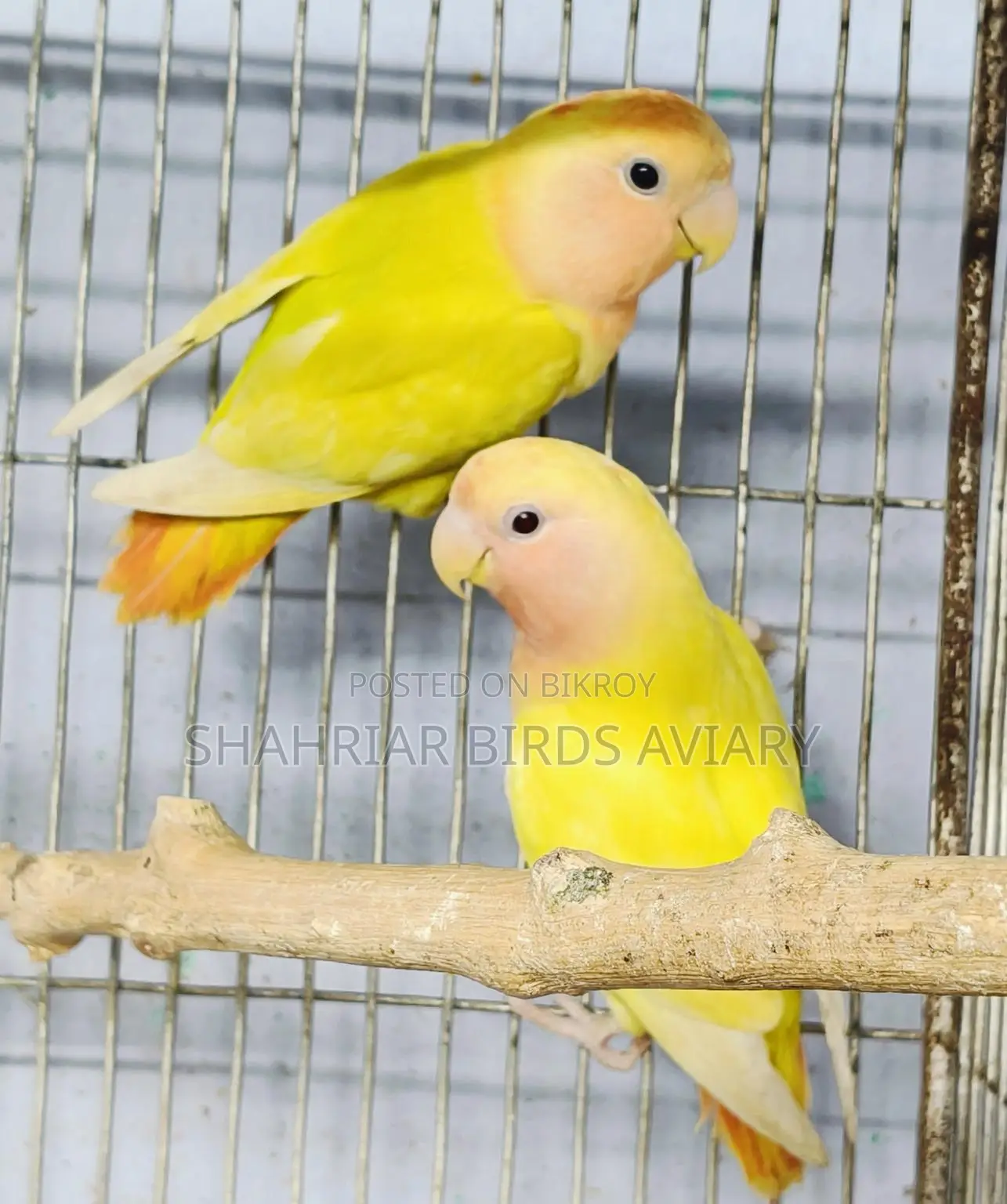 Semi-Adult Opaline Lovebird