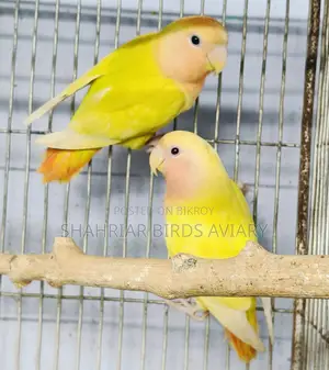 Semi-Adult Opaline Lovebird