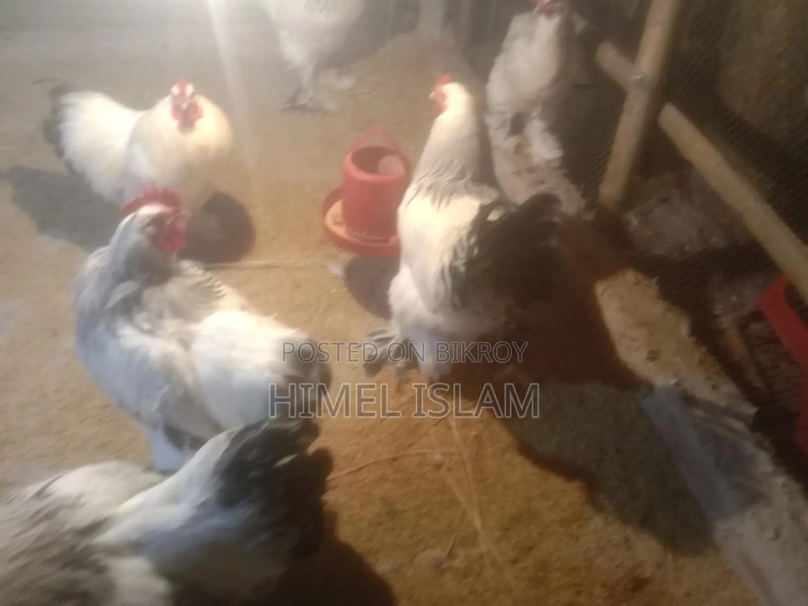 Colombian Brahma Chicken and Chicks