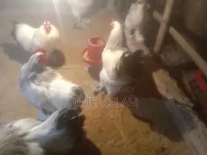 কলম্বিয়ান ব্রামহা মুরগি ও মুরগির বাচ্চা