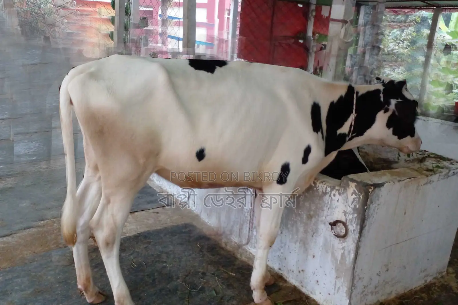 ১০৯২ নং উন্নত জাতের বকনা বিক্রয় হবে।