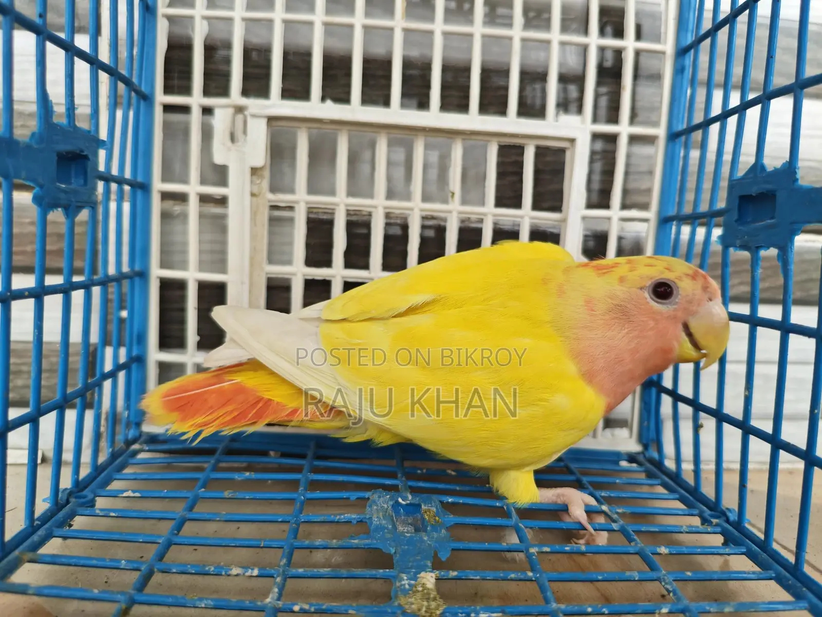 Love Bird Female