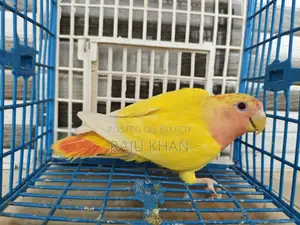 Love Bird Female