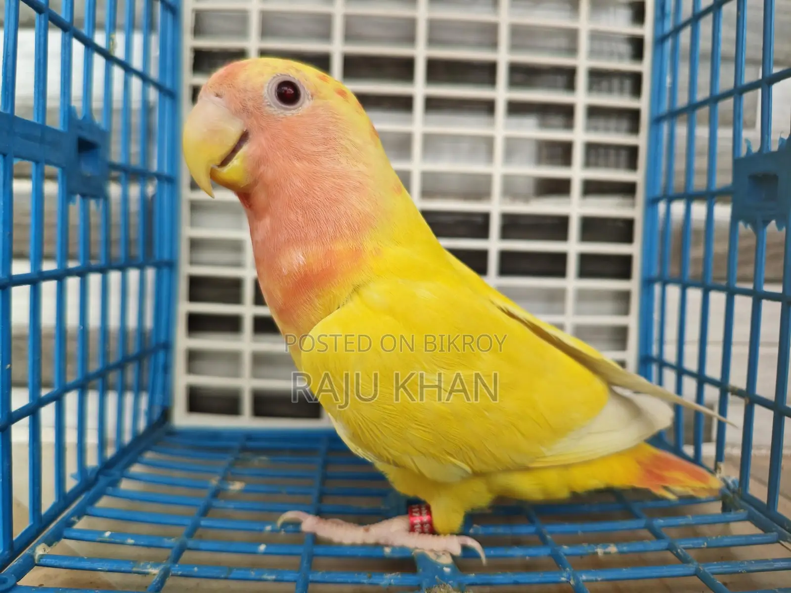 Love Bird Female
