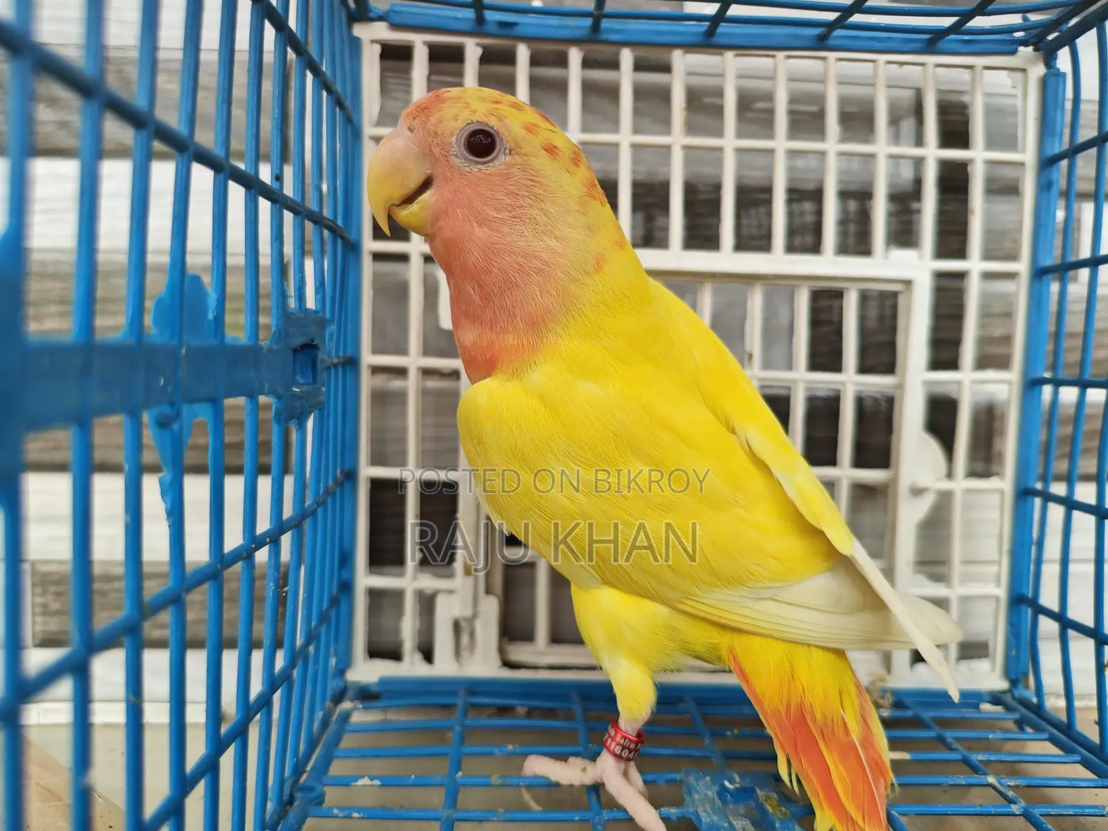 Love Bird Female