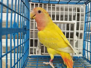Love Bird Female