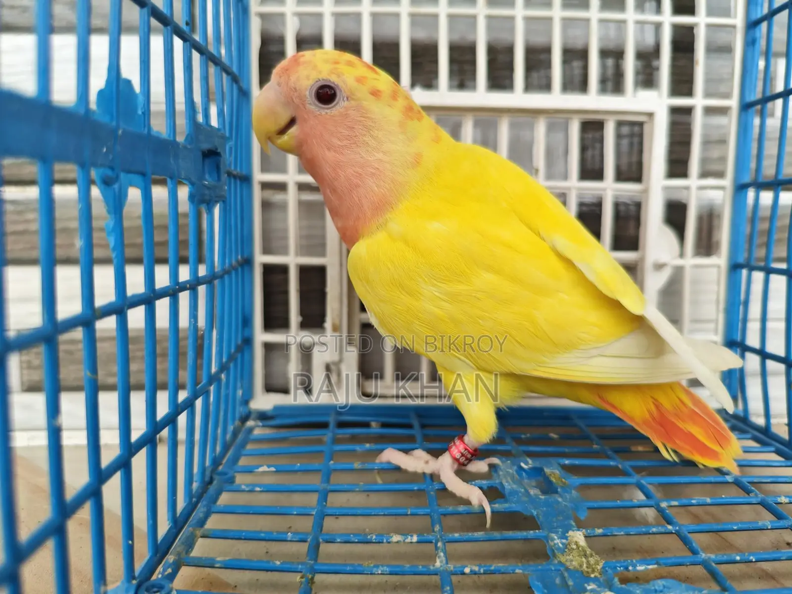 Love Bird Female