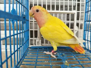 Love Bird Female