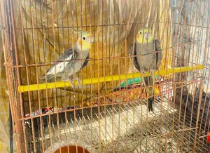 Cockatiel