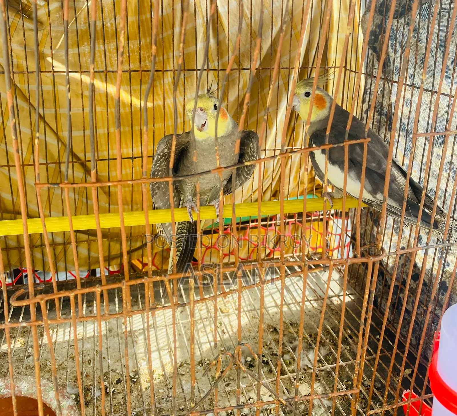 Cockatiel