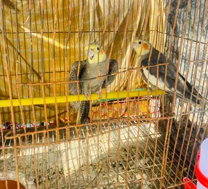 Cockatiel