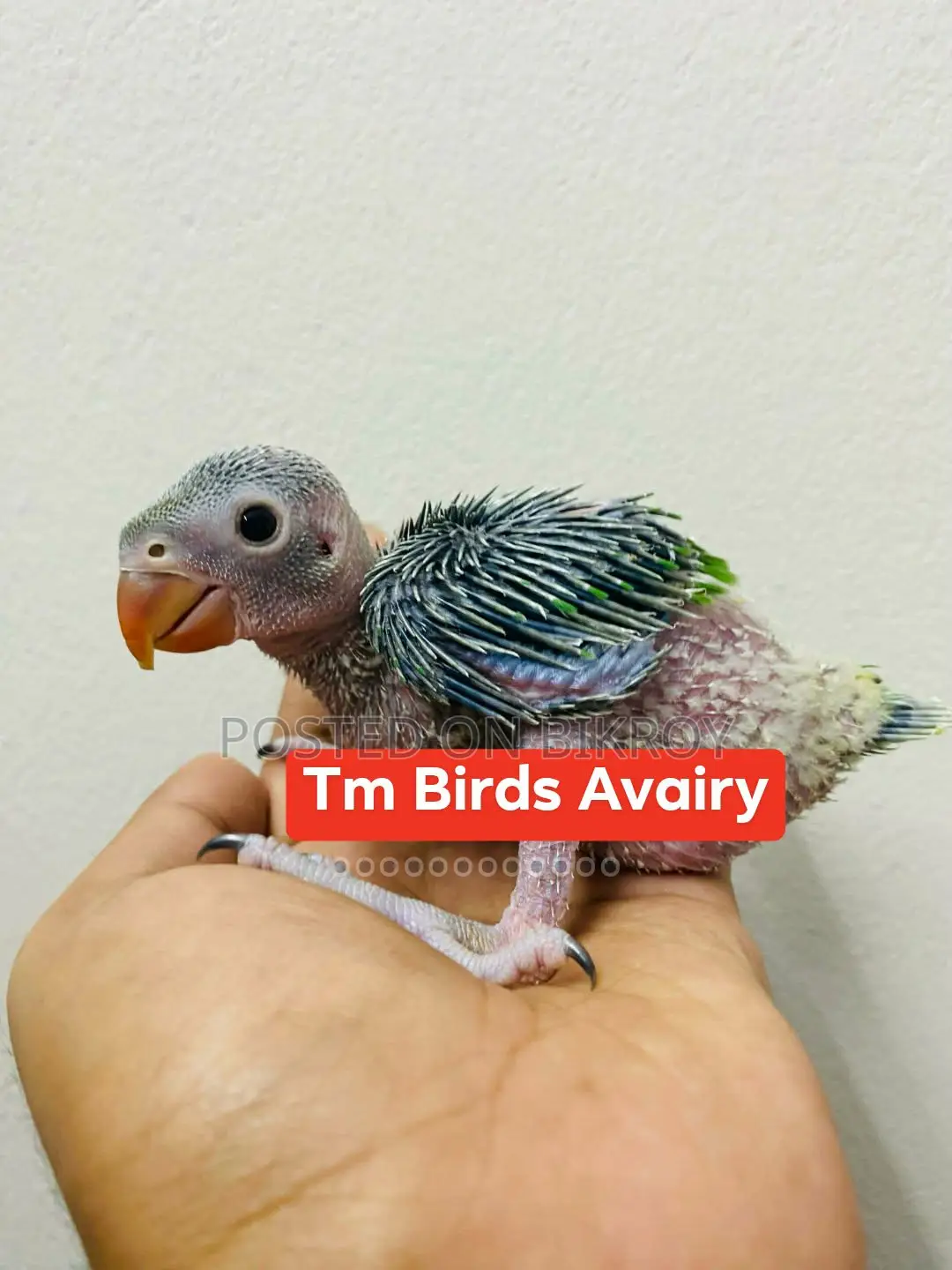 Ringneck Baby Indian