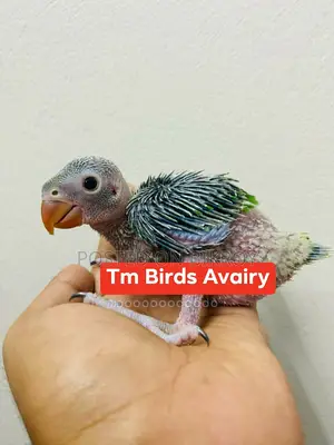 Ringneck Baby Indian