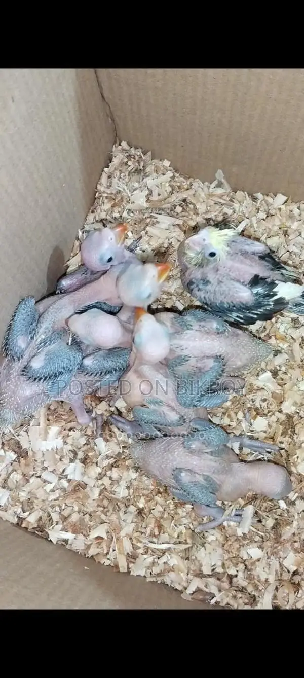 Ringneck Baby Indian