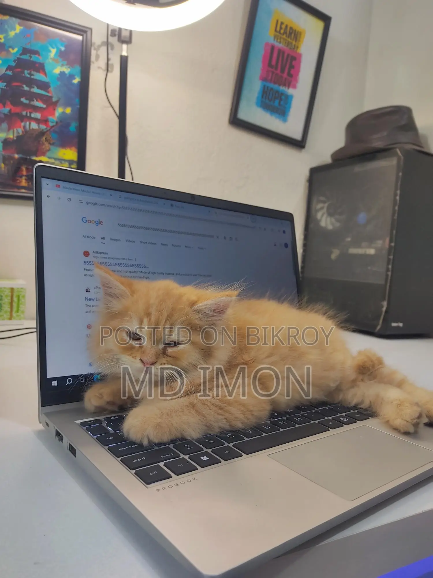 Persian Yellow Cat 1.5M
