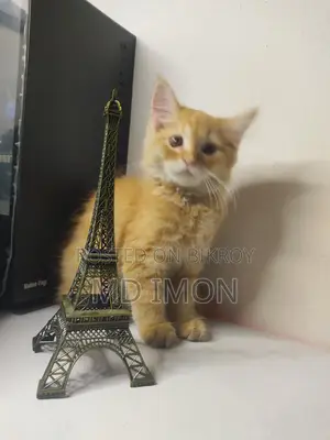 Persian Yellow Cat 1.5M