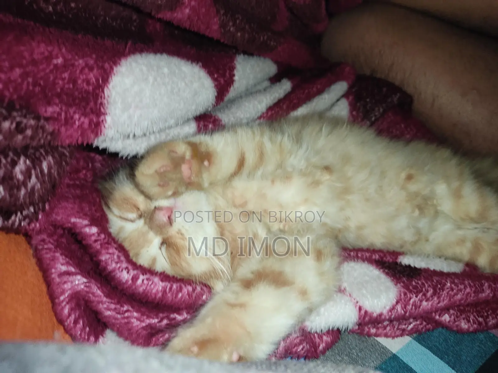 Persian Yellow Cat 1.5M