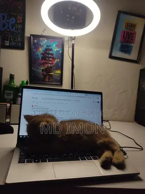 Persian Yellow Cat 1.5M
