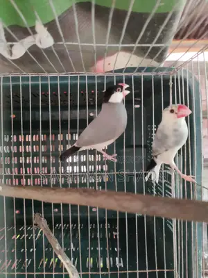 Java adult male - জাভা এডাল্ট ছেলে পাখি