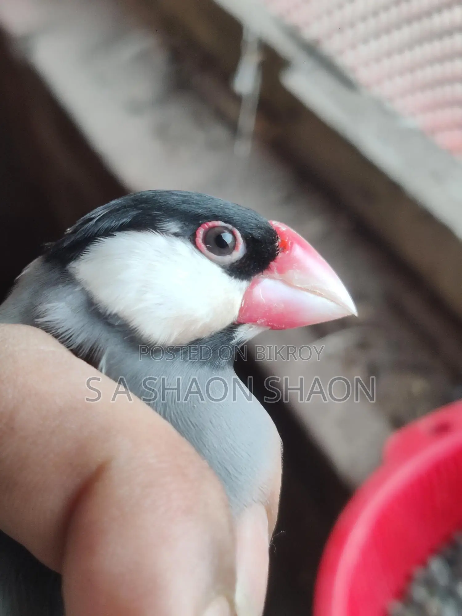 Java adult male - জাভা এডাল্ট ছেলে পাখি