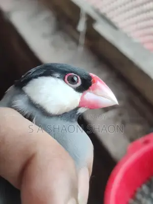 Java adult male - জাভা এডাল্ট ছেলে পাখি