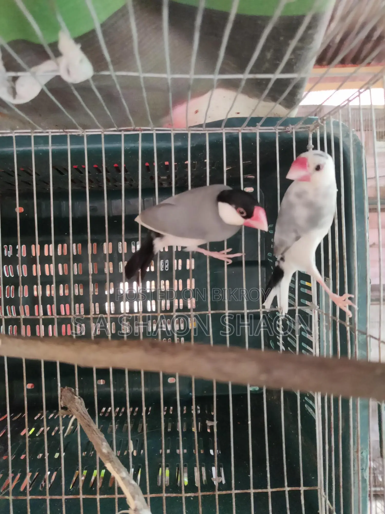 Java adult male - জাভা এডাল্ট ছেলে পাখি