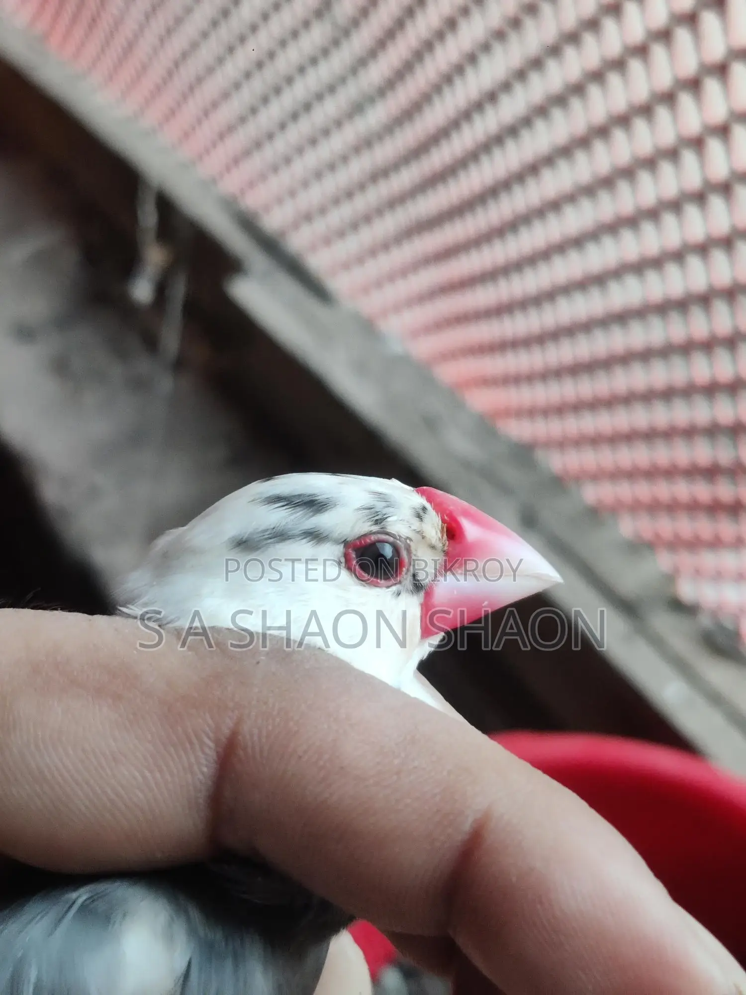Java adult male - জাভা এডাল্ট ছেলে পাখি