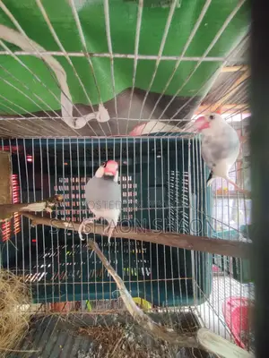 Java adult male - জাভা এডাল্ট ছেলে পাখি