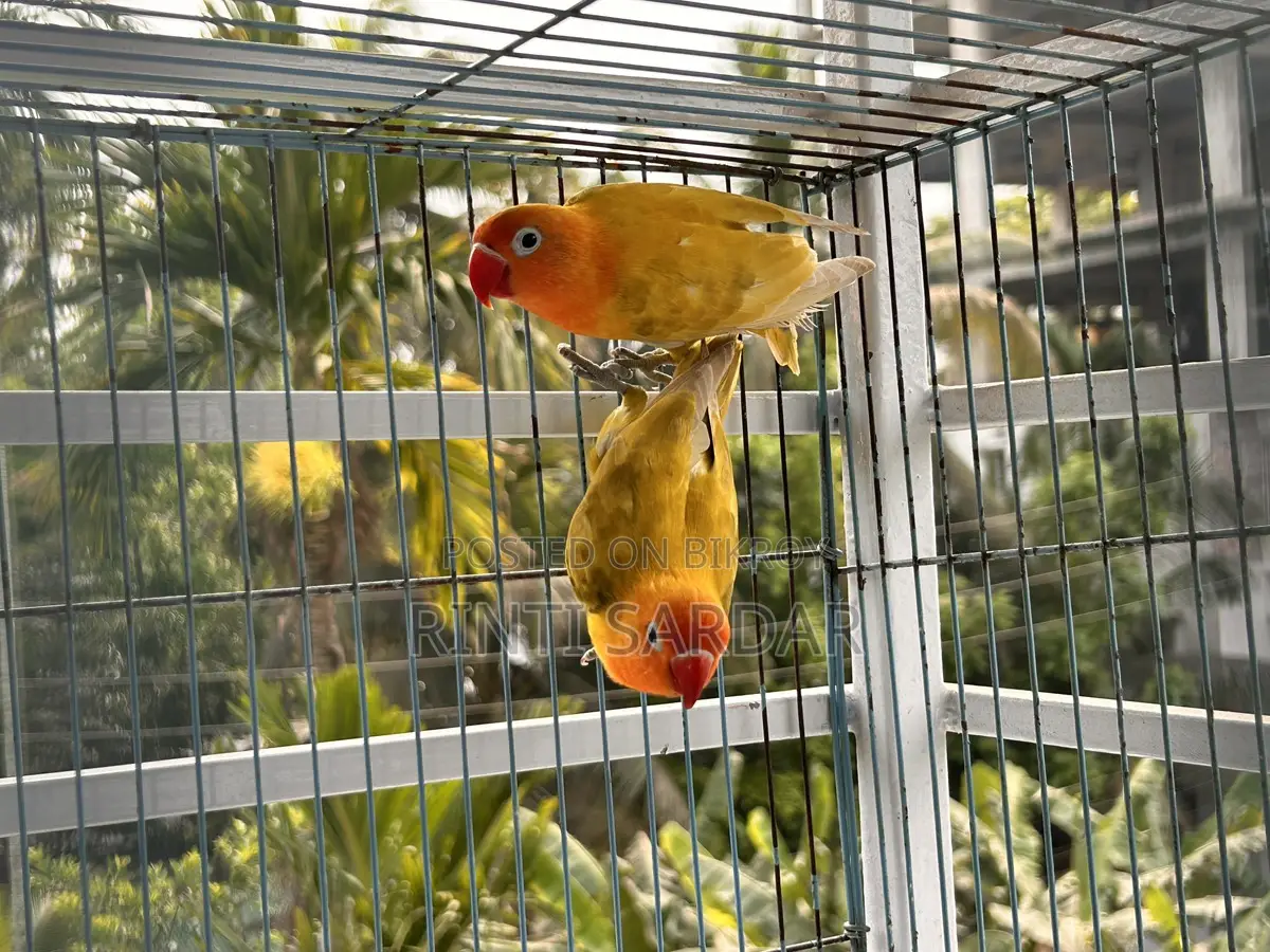Pair of Lovebirds for Sale