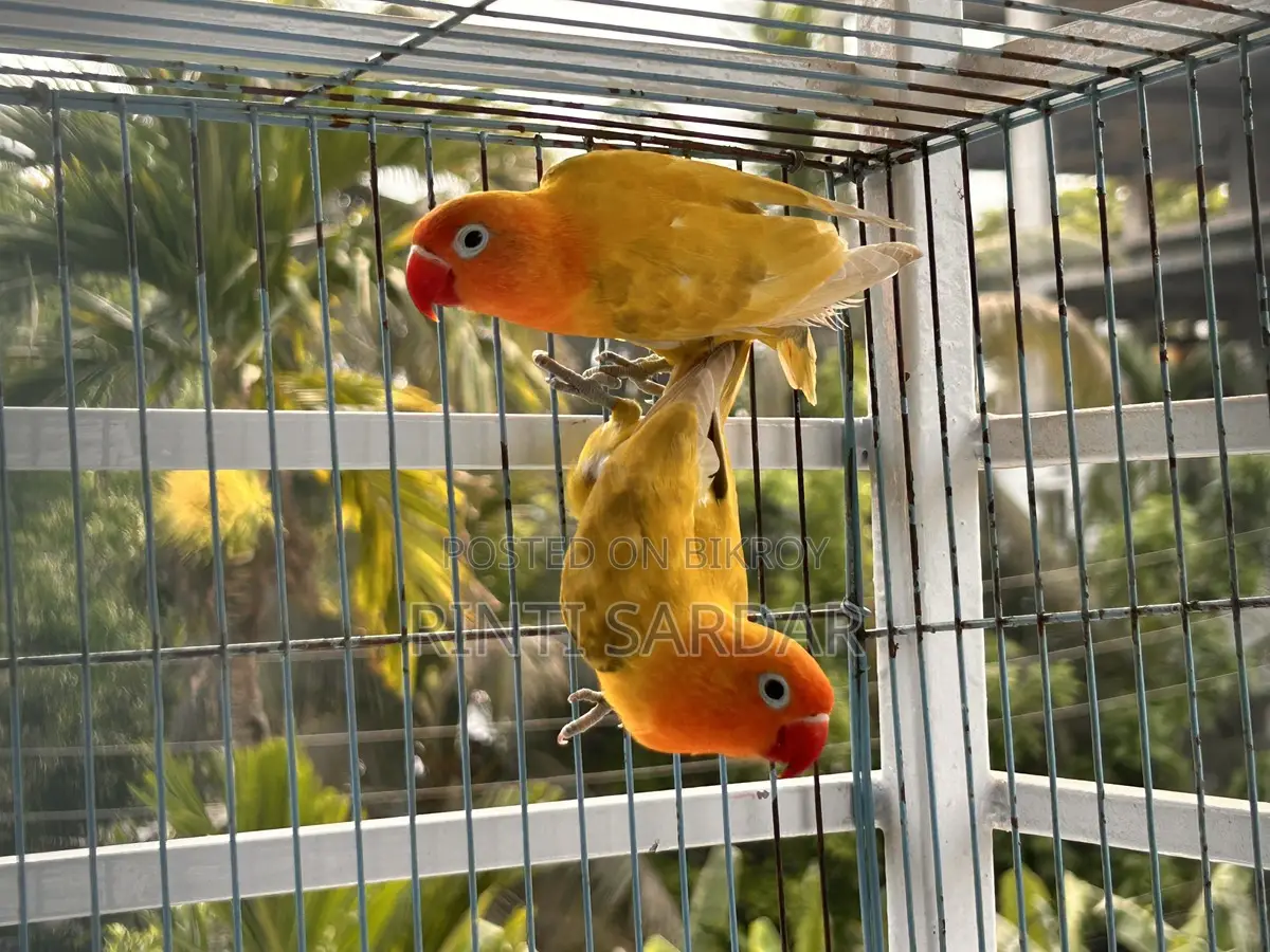 Pair of Lovebirds for Sale