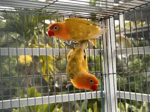 Pair of Lovebirds for Sale