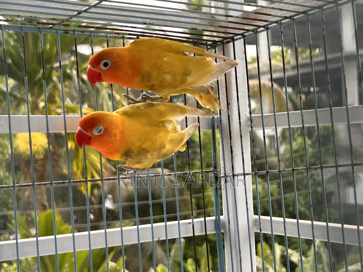 Pair of Lovebirds for Sale