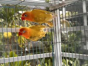 Pair of Lovebirds for Sale