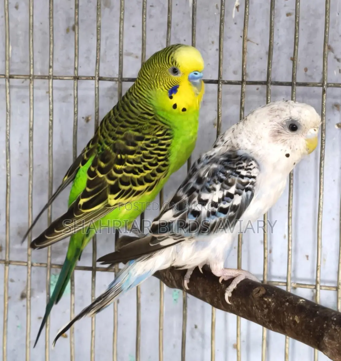 Budgerigar Birds