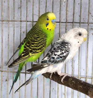 Budgerigar Birds