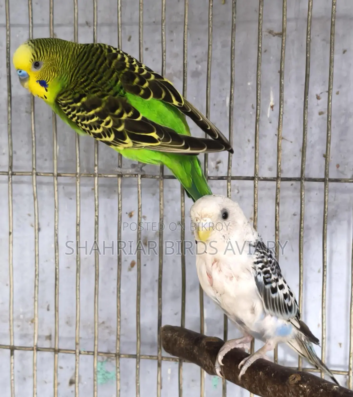 Budgerigar Birds
