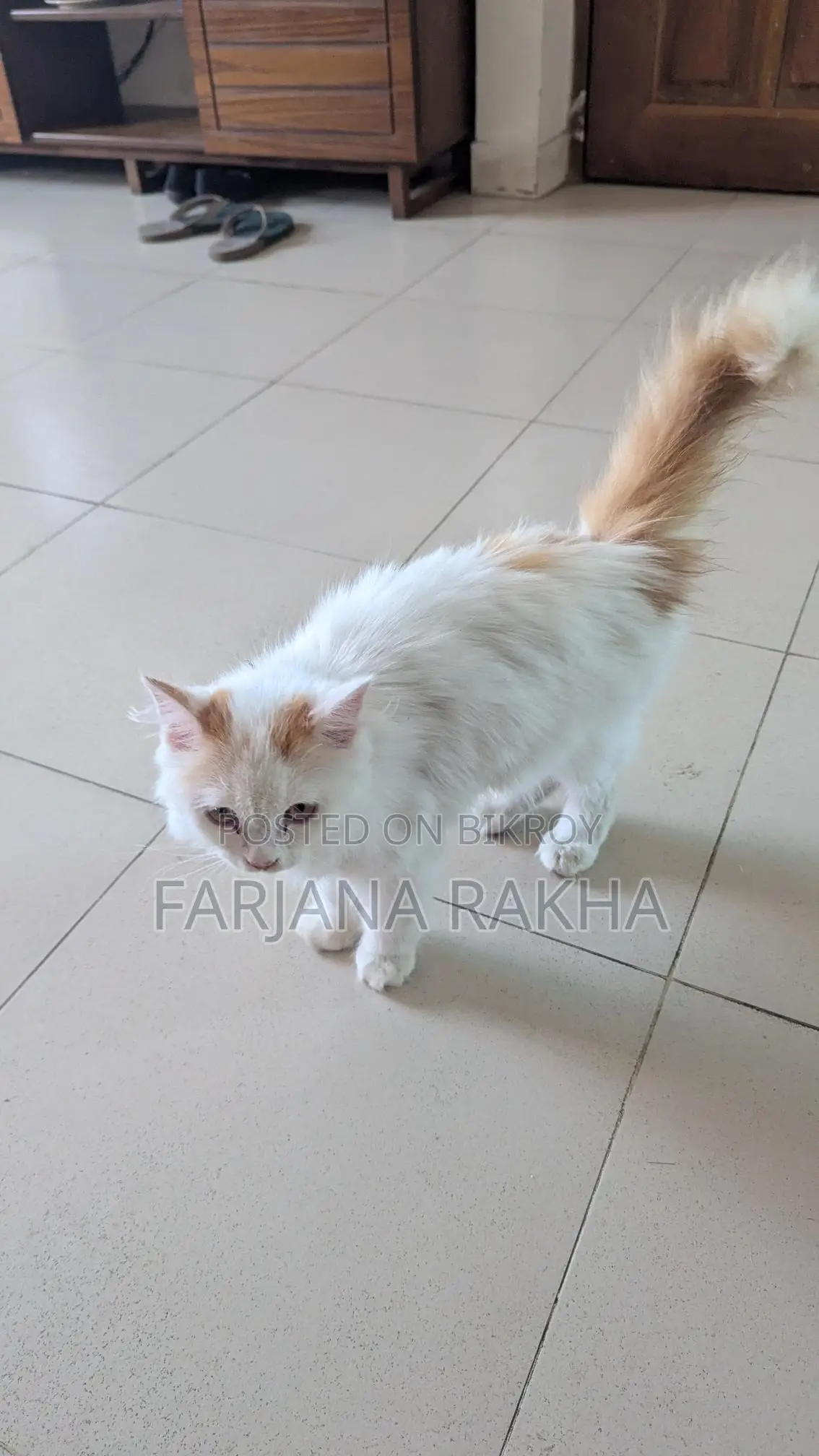 Punch Face Persian