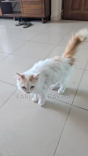 Punch Face Persian