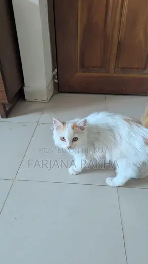 Punch Face Persian