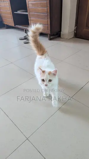 Punch Face Persian