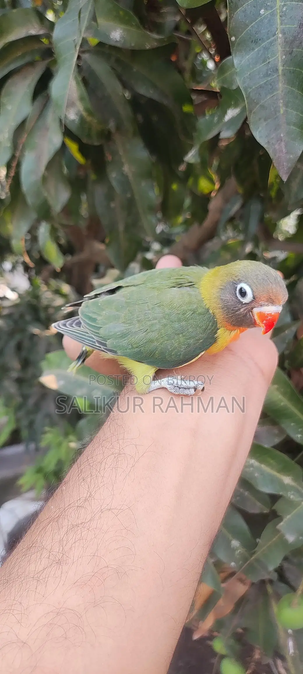 Tame Size Love Bird