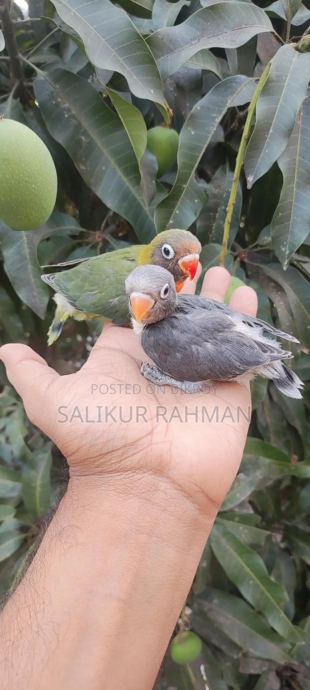 Tame Size Love Bird