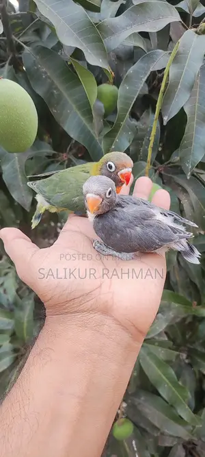 Tame Size Love Bird