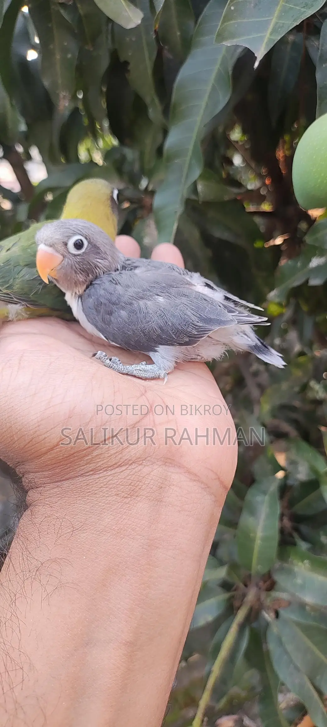 Tame Size Love Bird