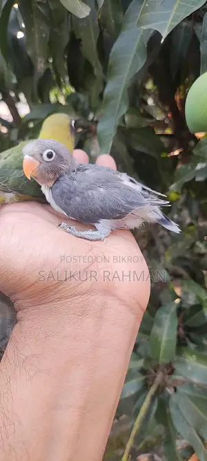 Tame Size Love Bird