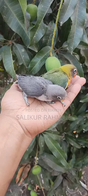 Tame Size Love Bird