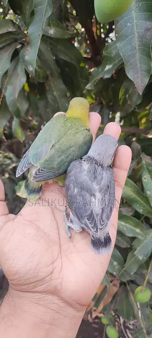 Tame Size Love Bird