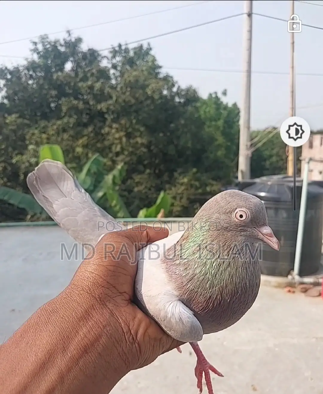 হাত বাজি কবুতর