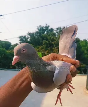 হাত বাজি কবুতর