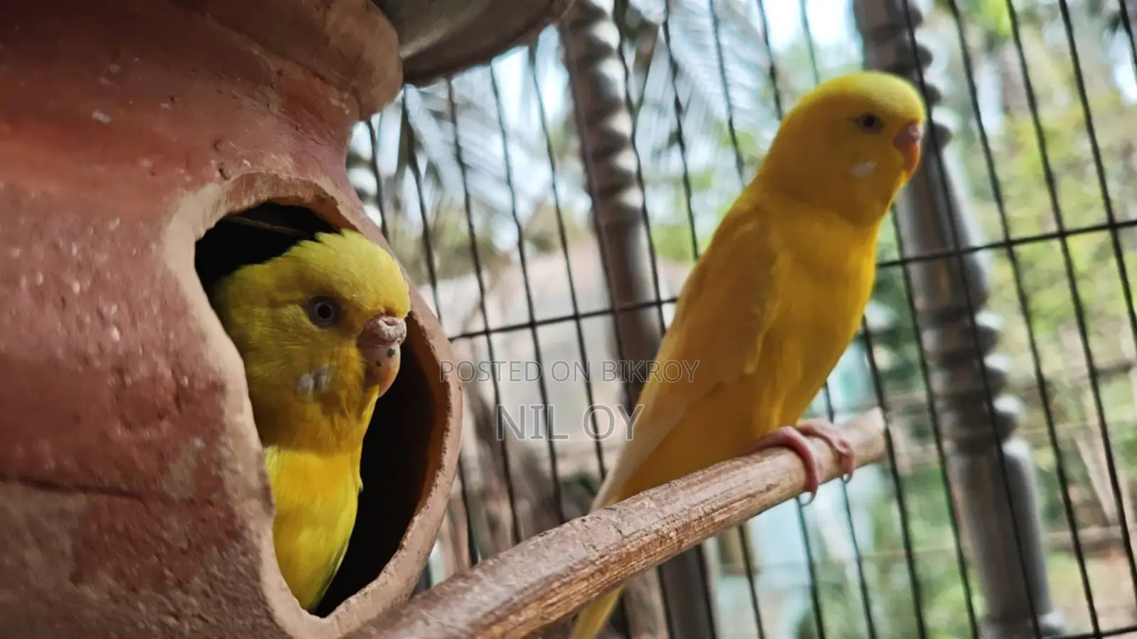 Lutino Red Eye Budgerigar Running Pair